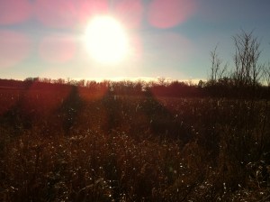 Glacial Park, IL 11.24.12