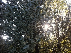 Flowering trees, May 2013