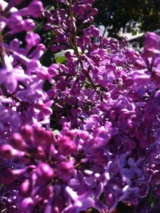 Lilacs 05.10.13