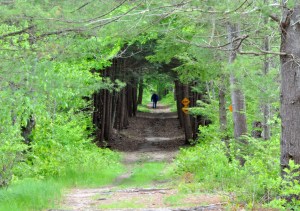 Tree tunnel