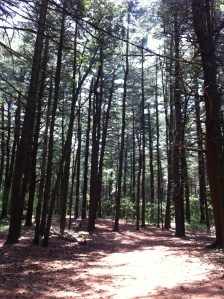 Lexington Woods 06.22.12