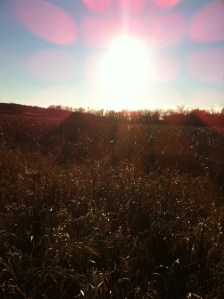 Sun on the prairie 11.24.12