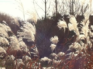 Pampas Grass 1, Carlisle 11.18.15